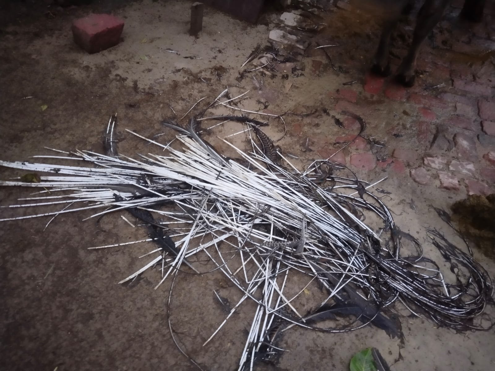 सिस्टम की बेरहमी: आवारा कुत्तों के हमले में राष्ट्रीय पक्षी मोर लहूलुहान, रातभर फोन करने के बाद भी नहीं पहुंची वन विभाग की टीम