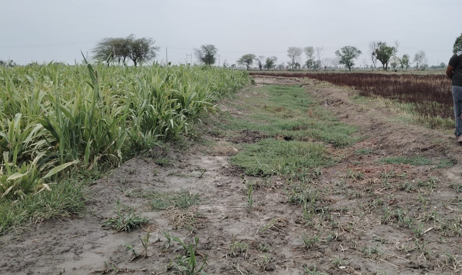 मानसून से पहले थमा 'बेमन' नाले की सफाई का काम, किरावली में सैकड़ों एकड़ फसल पर जलभराव का खतरा